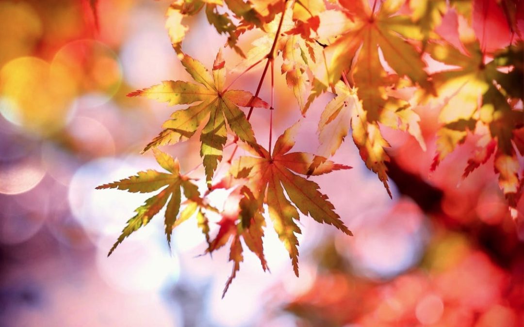 Get set for autumn property sales